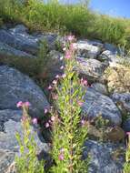 Image of Great Willowherb