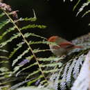 Image of Rufous-headed Pygmy Tyrant