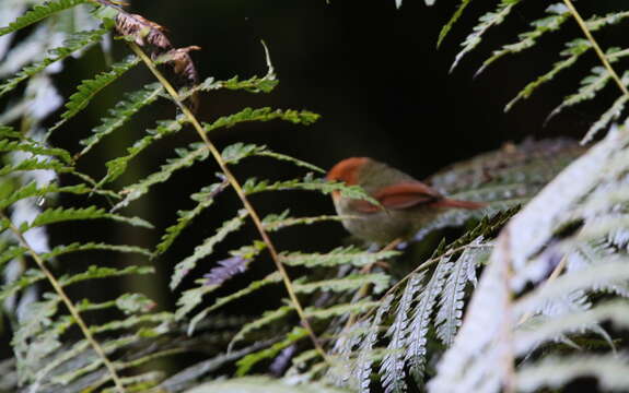 Pseudotriccus ruficeps (Lafresnaye 1843)的圖片