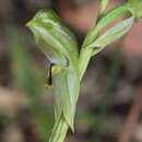 Image of Black-striped greenhood orchid