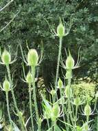 Image of Dipsacus fullonum