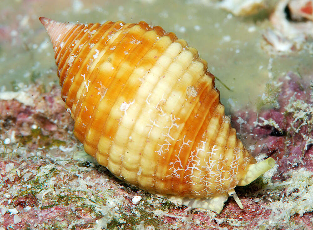 Image of Pseudonebularia cucumerina (Lamarck 1811)