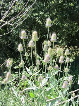 Image of Dipsacus fullonum