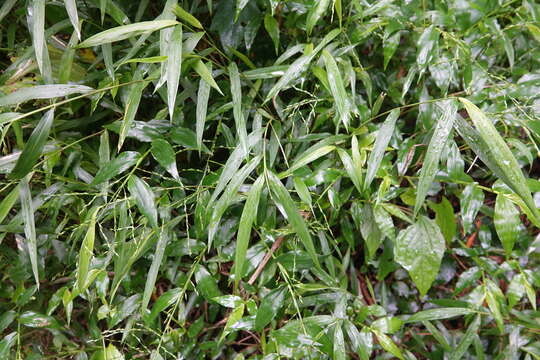 Image of Ichnanthus pallens var. major (Nees) Stieber