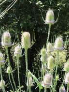 Image of Dipsacus fullonum