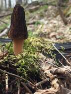 Imagem de Morchella angusticeps Peck 1887