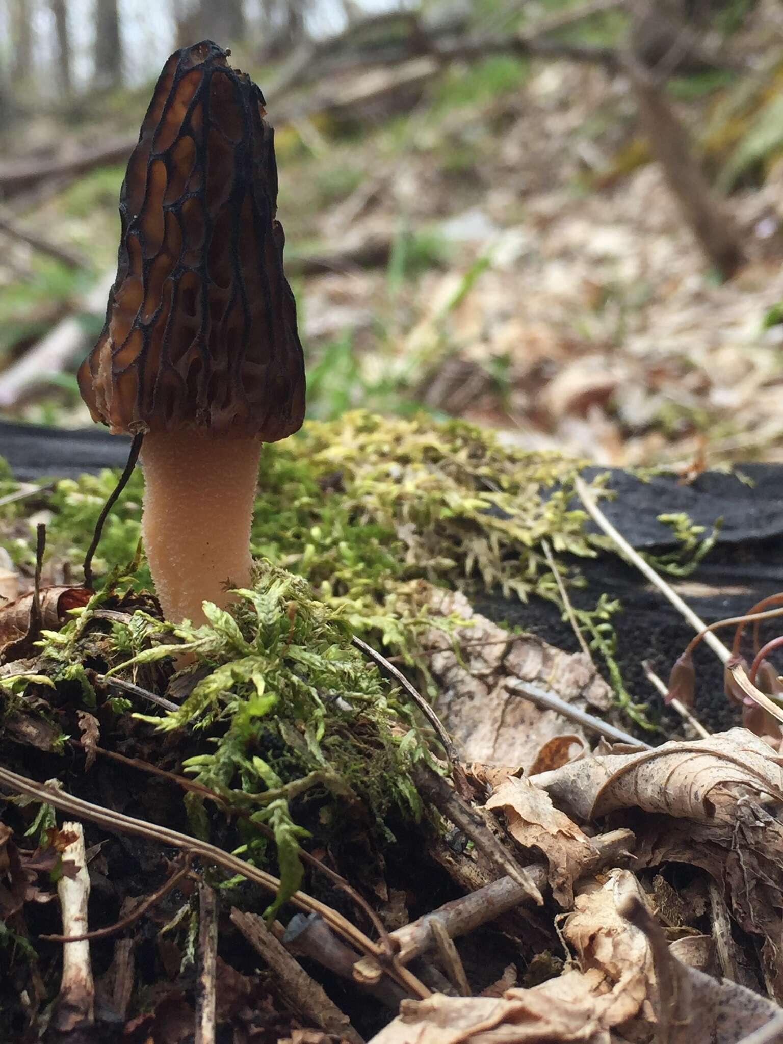 Image of Morchella angusticeps Peck 1887