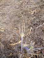 Eryngium triquetrum Vahl resmi