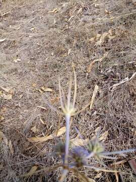 Imagem de Eryngium triquetrum Vahl