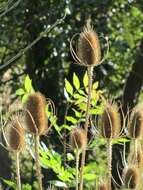 Image of Dipsacus fullonum