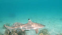 Image de Requin à pointes noires