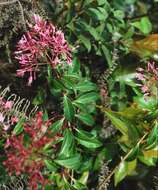 Image of shrubby fuchsia