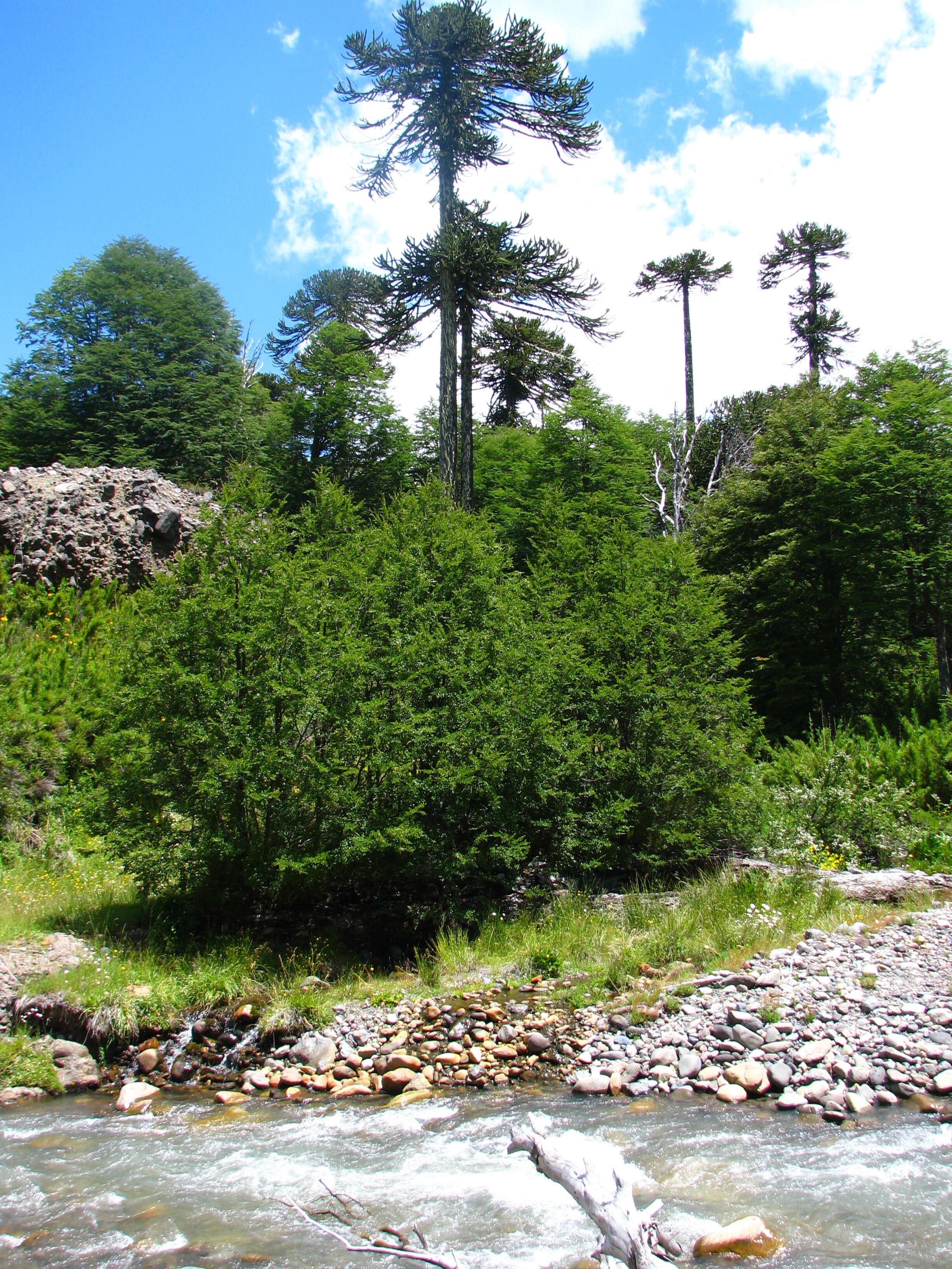 Image of Antarctic Beech