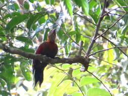 Image of Checker-throated Woodpecker