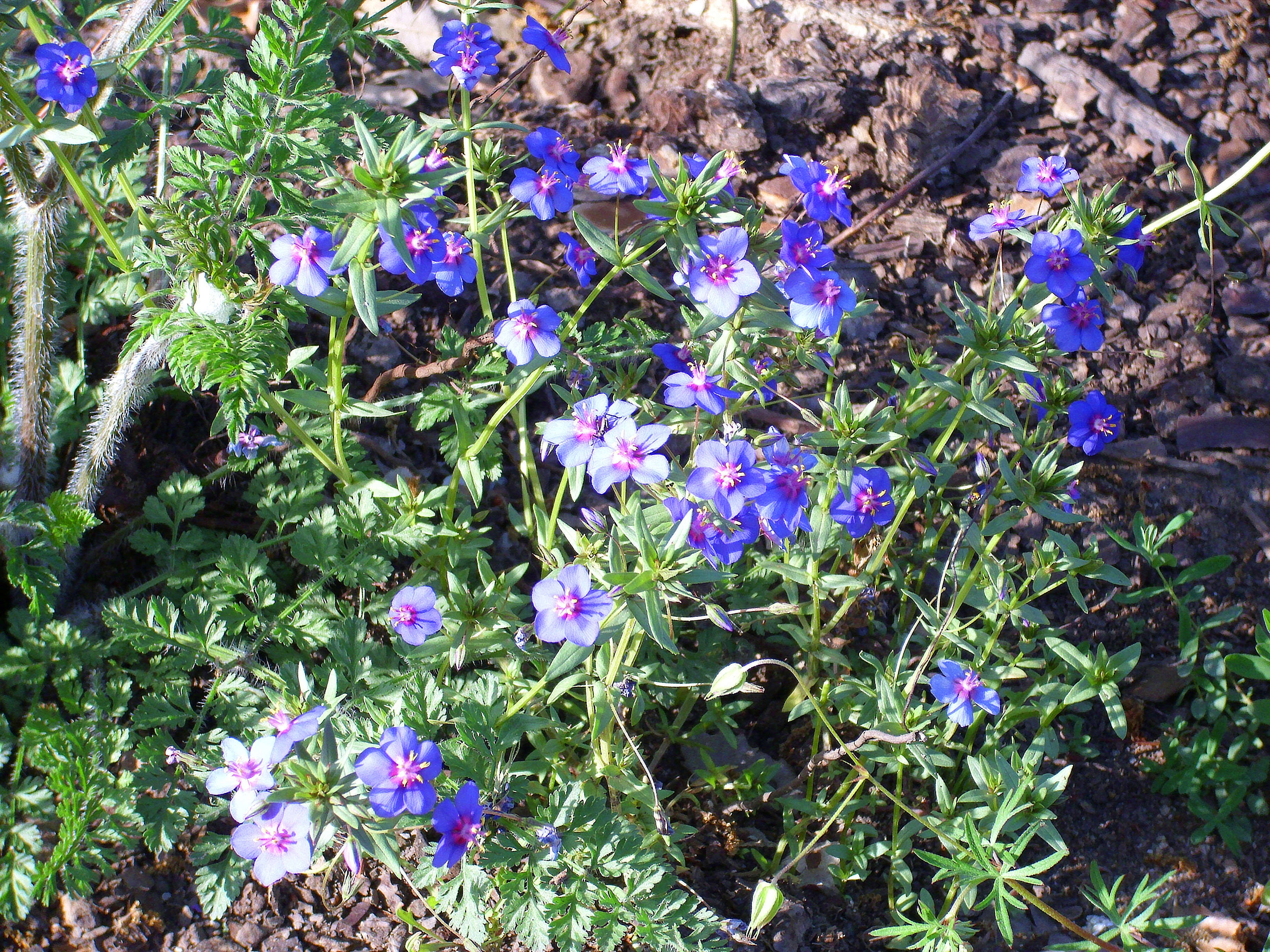 Image of Scarlet pimpernel