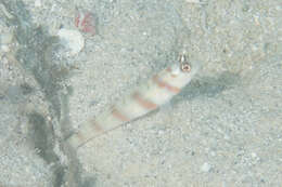 Image of Steinitz' prawn goby