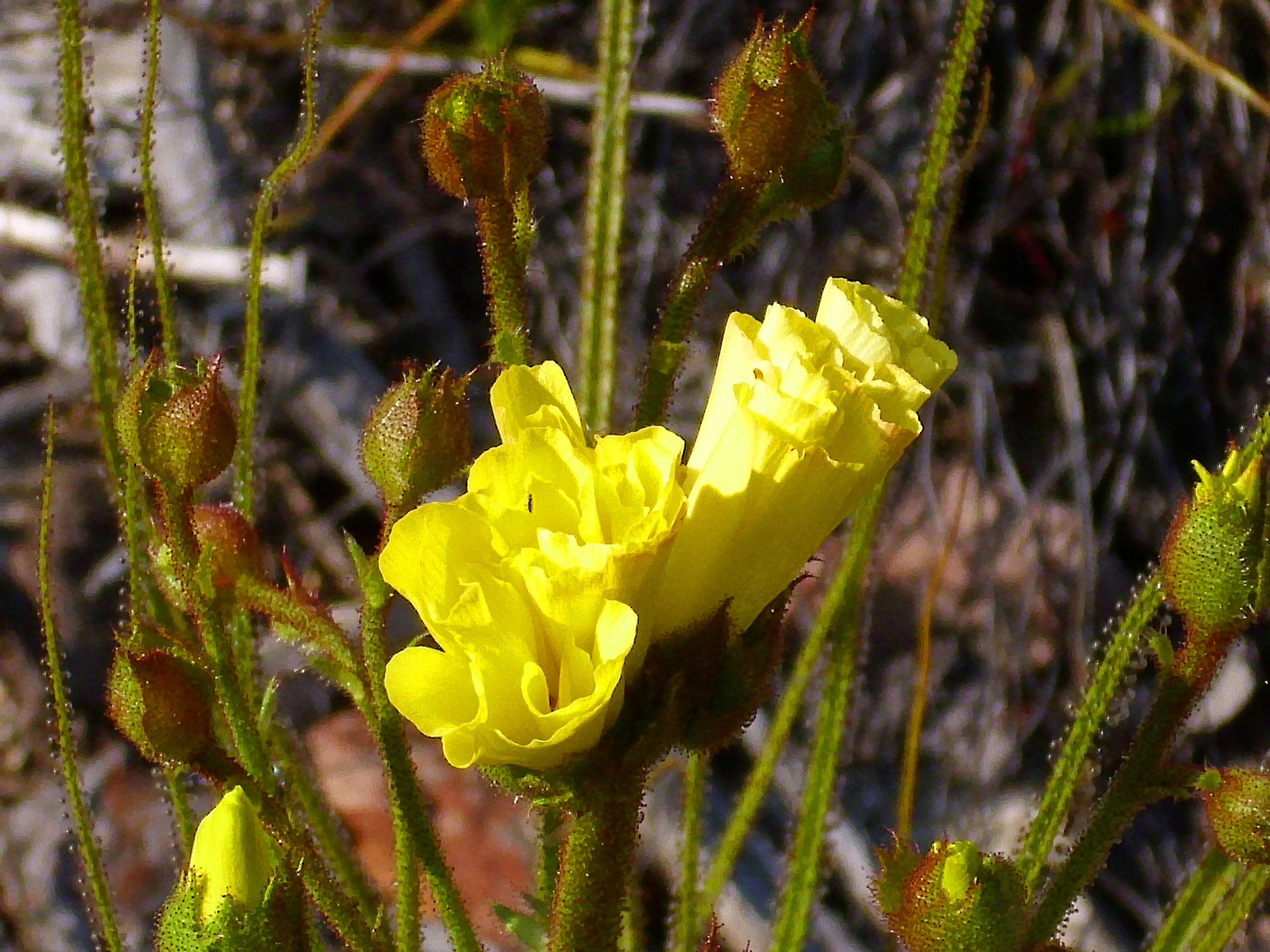 Image of Drosophyllaceae