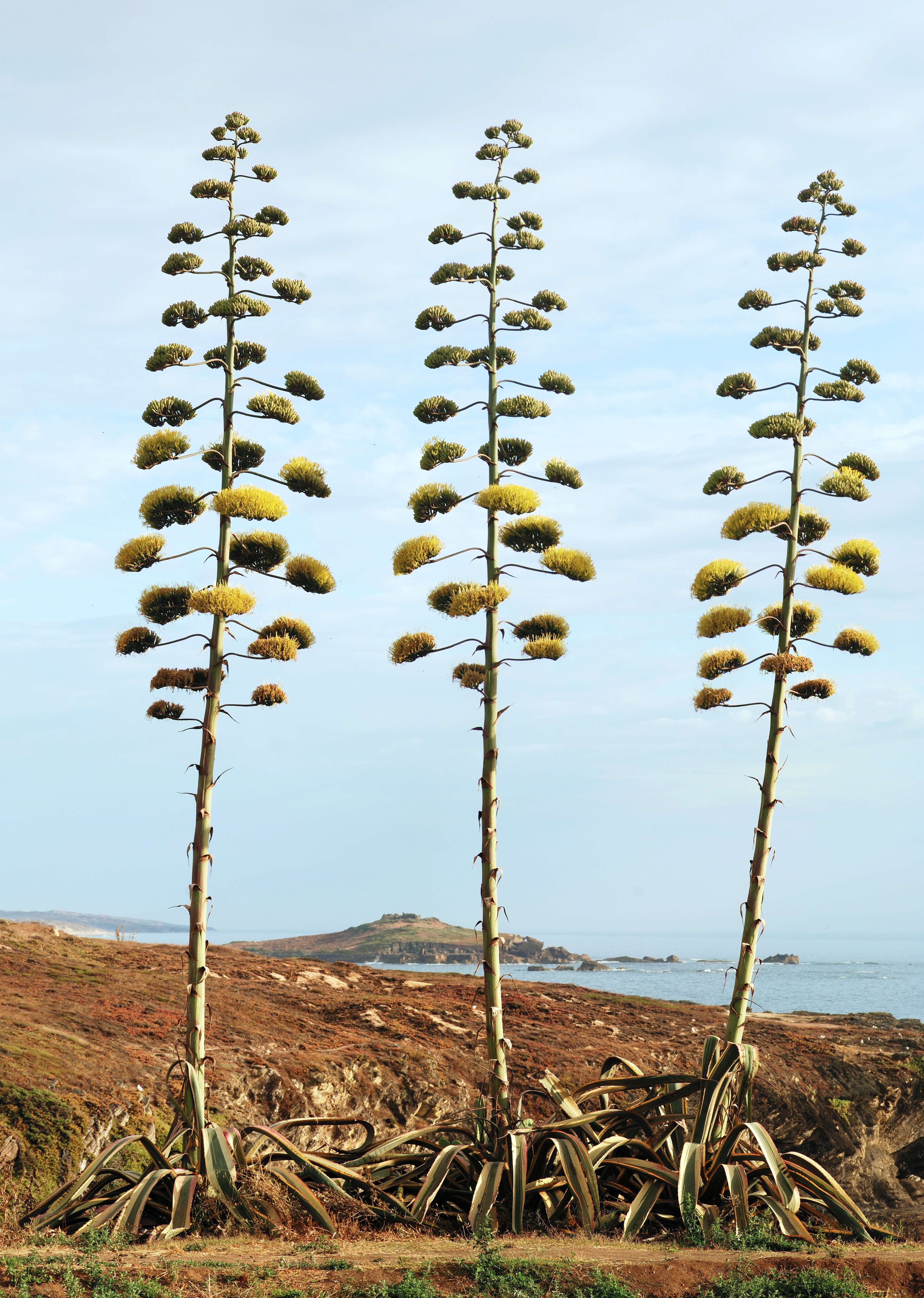 Image of American Aloe