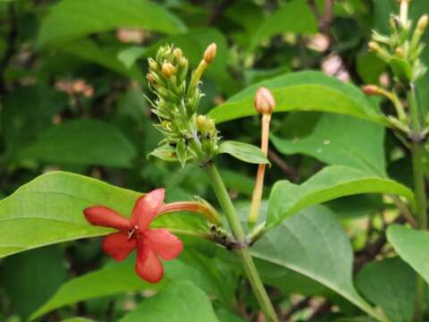 صورة Ruspolia australis (Milne-Redh.) Vollesen