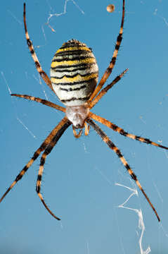 Image of Barbary Spider