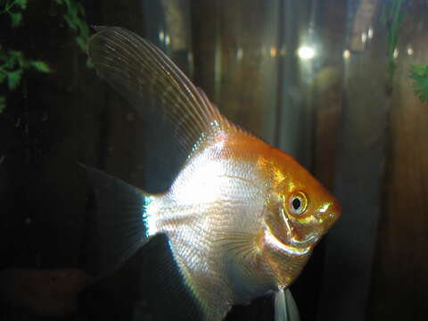 Image of freshwater angelfish