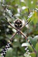 Imagem de Argiope argentata (Fabricius 1775)