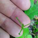 Image of boreal bedstraw