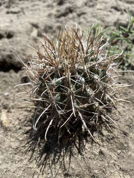 Plancia ëd Sclerocactus cloverae K. D. Heil & J. M. Porter