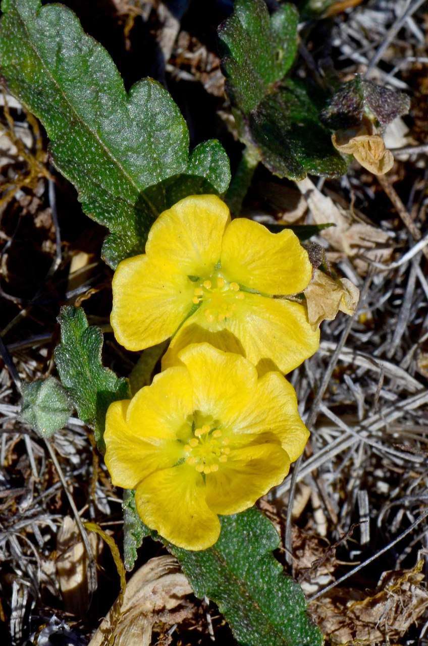 Image of Sida corrugata Lindl.