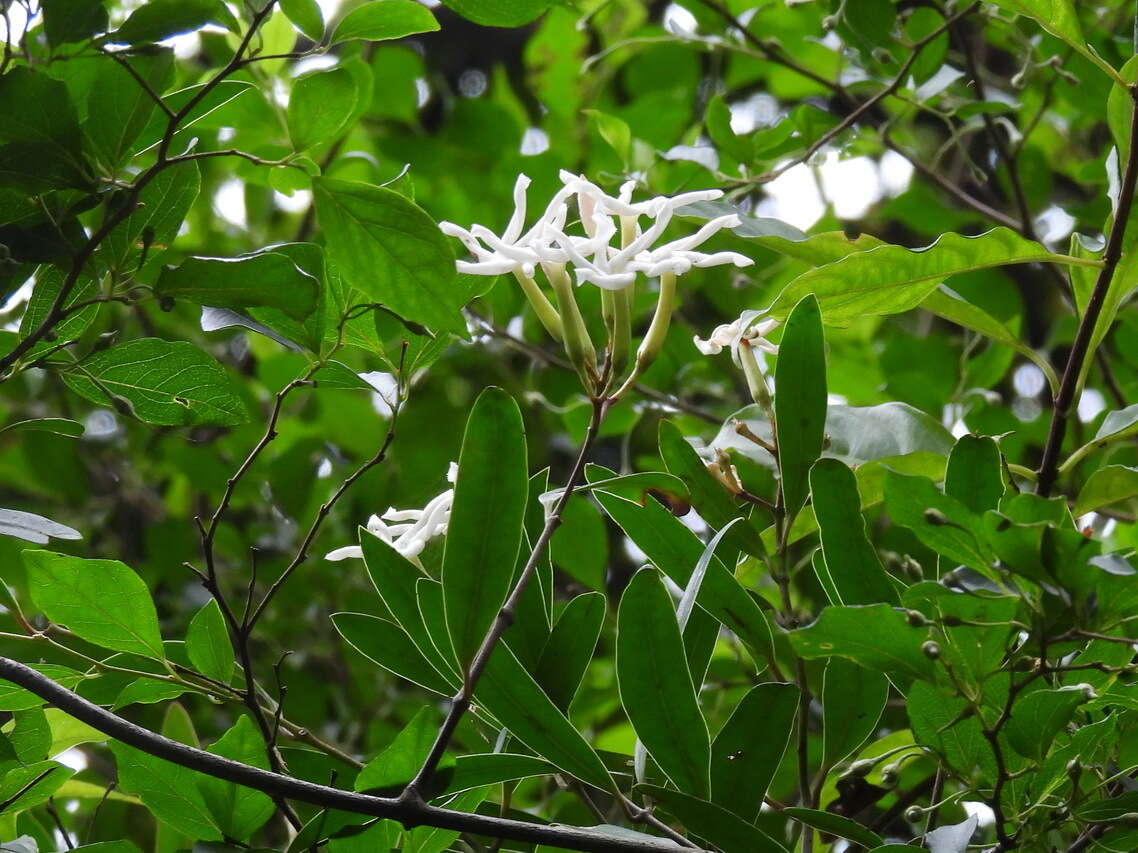 Image of Anodendron benthamianum Hemsl.