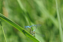 Image of Common Blue Damselfly