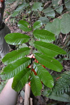 Image of Cupania latifolia Kunth