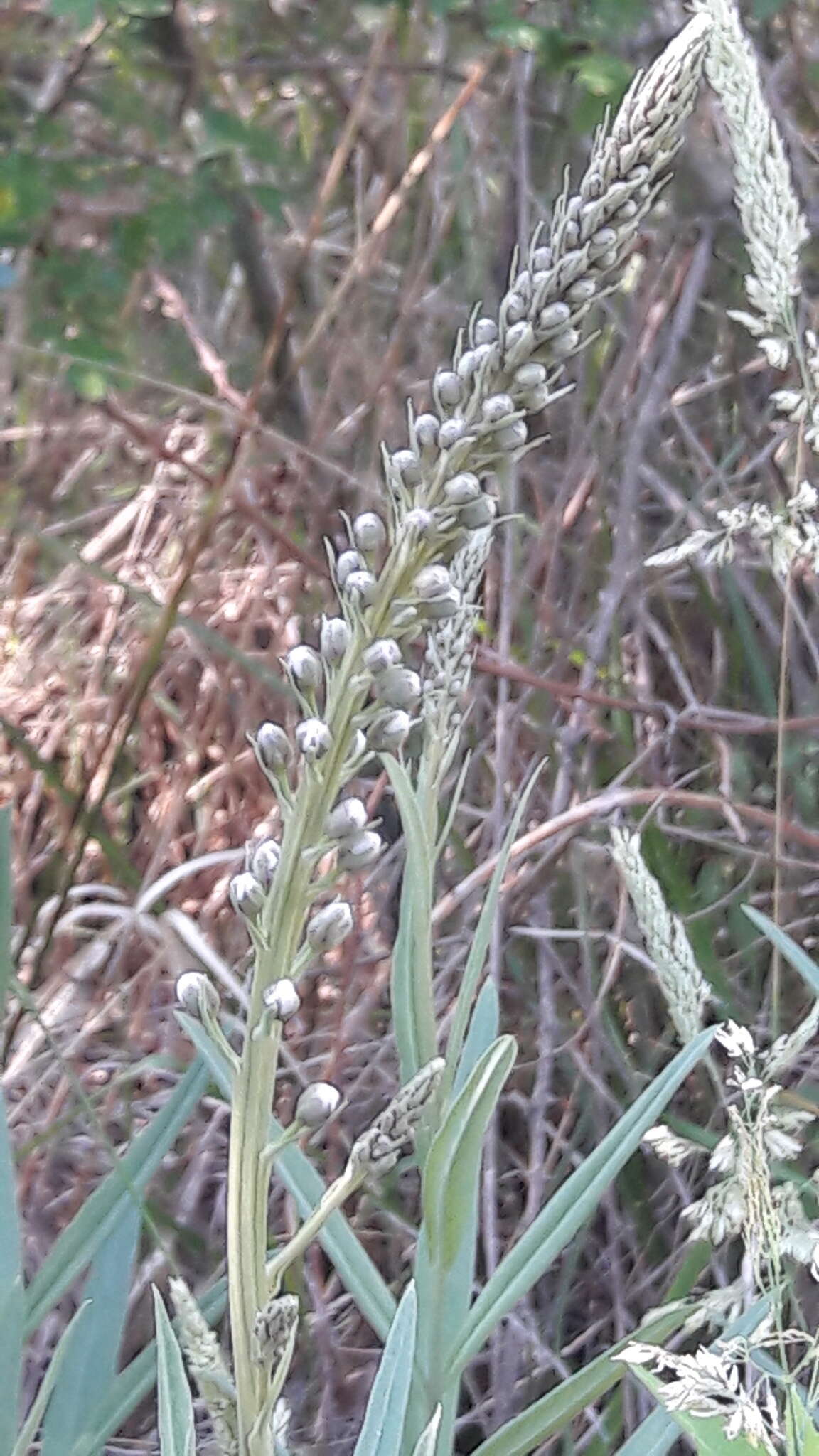 Lysimachia ephemerum L. resmi