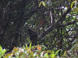 Image of Golden-handed Tamarin