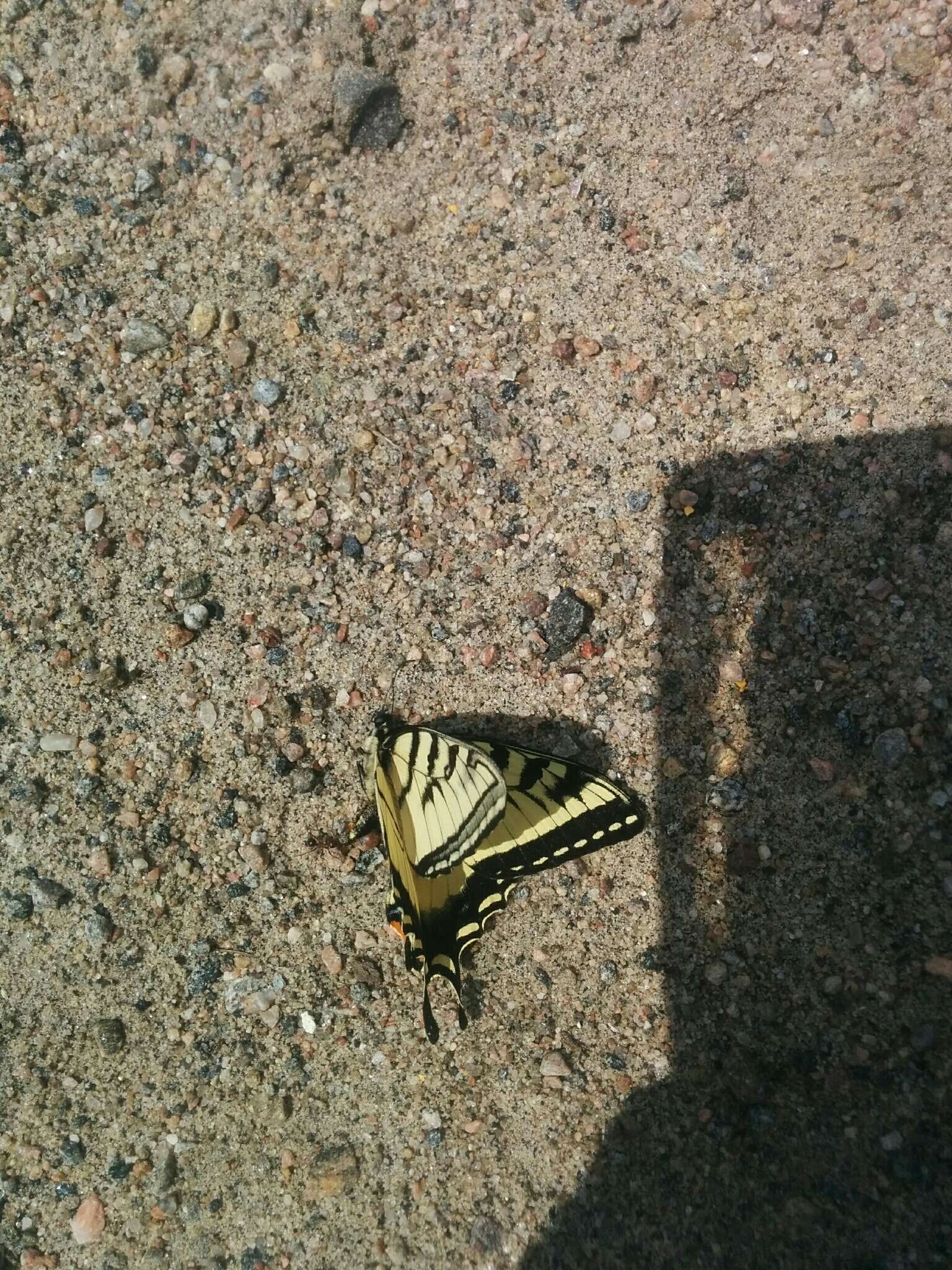 Image de Papillon tigré du Canada