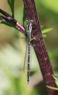 Image of Common Blue Damselfly