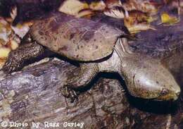 Image of Big-headed Turtle