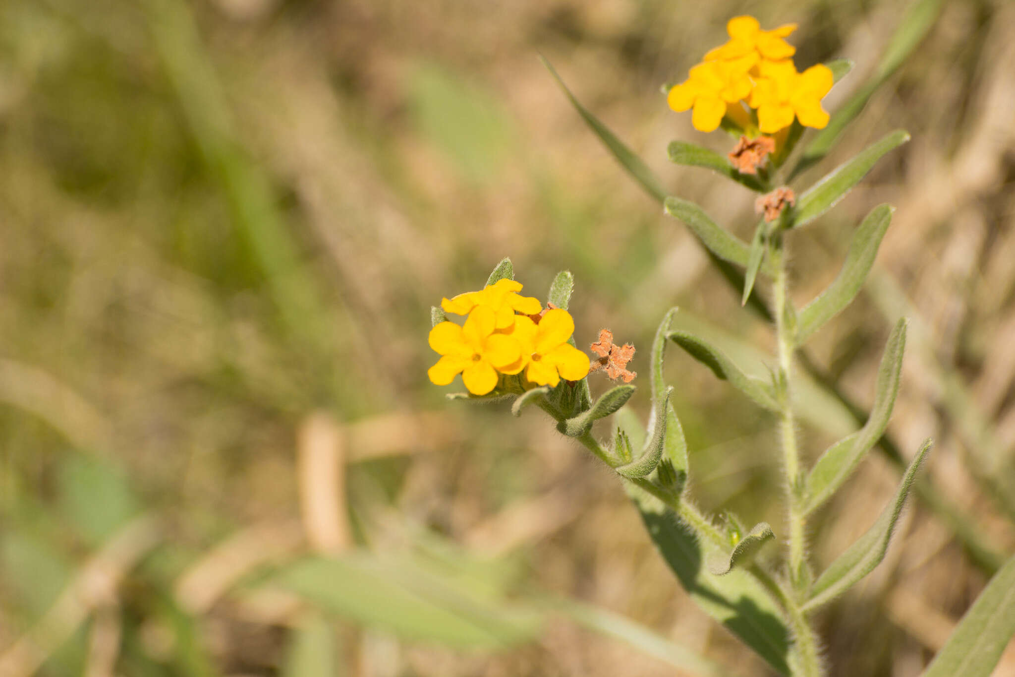 Image of hoary puccoon