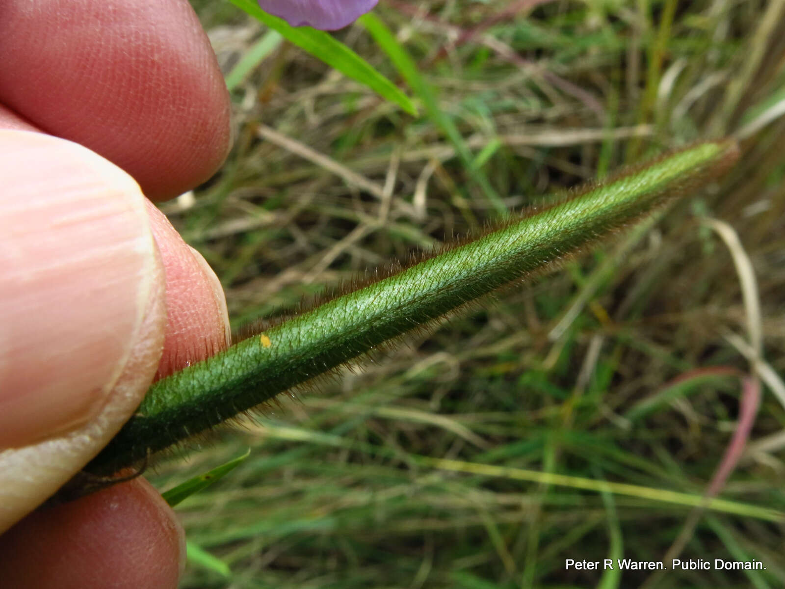 Слика од Vigna vexillata var. angustifolia (Schum. & Thonn.) Baker