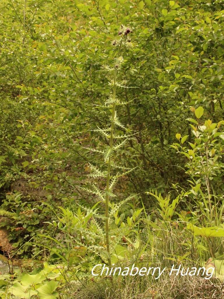 Cirsium suzukii的圖片