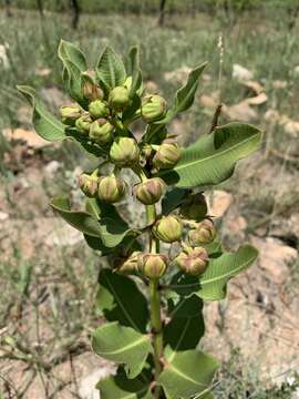 Sivun Pachycarpus asperifolius (Meissn.) Meissn. kuva