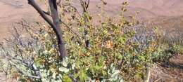 Image of Mexican flannelbush