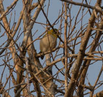 صورة Zosterops maderaspatanus (Linnaeus 1766)