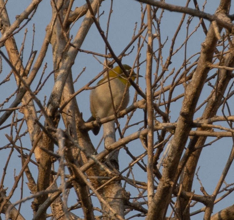 صورة Zosterops maderaspatanus (Linnaeus 1766)