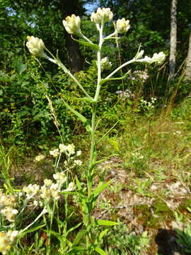 Image of Macoun's cudweed