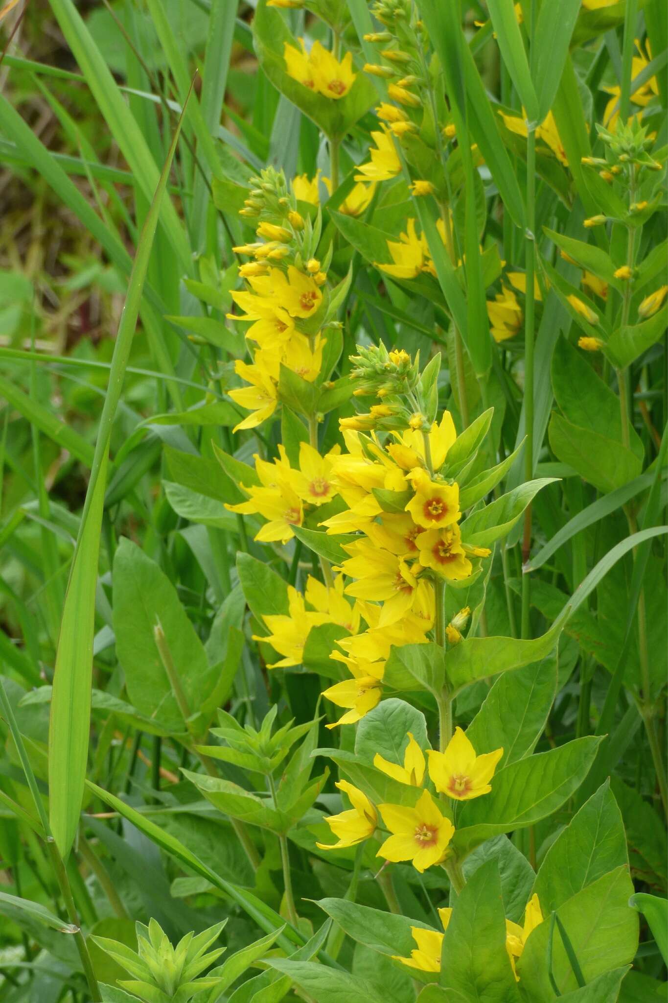 Слика од Lysimachia punctata L.