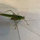 Image of Narrow-winged katydid