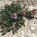 Image of Uinta Basin beardtongue