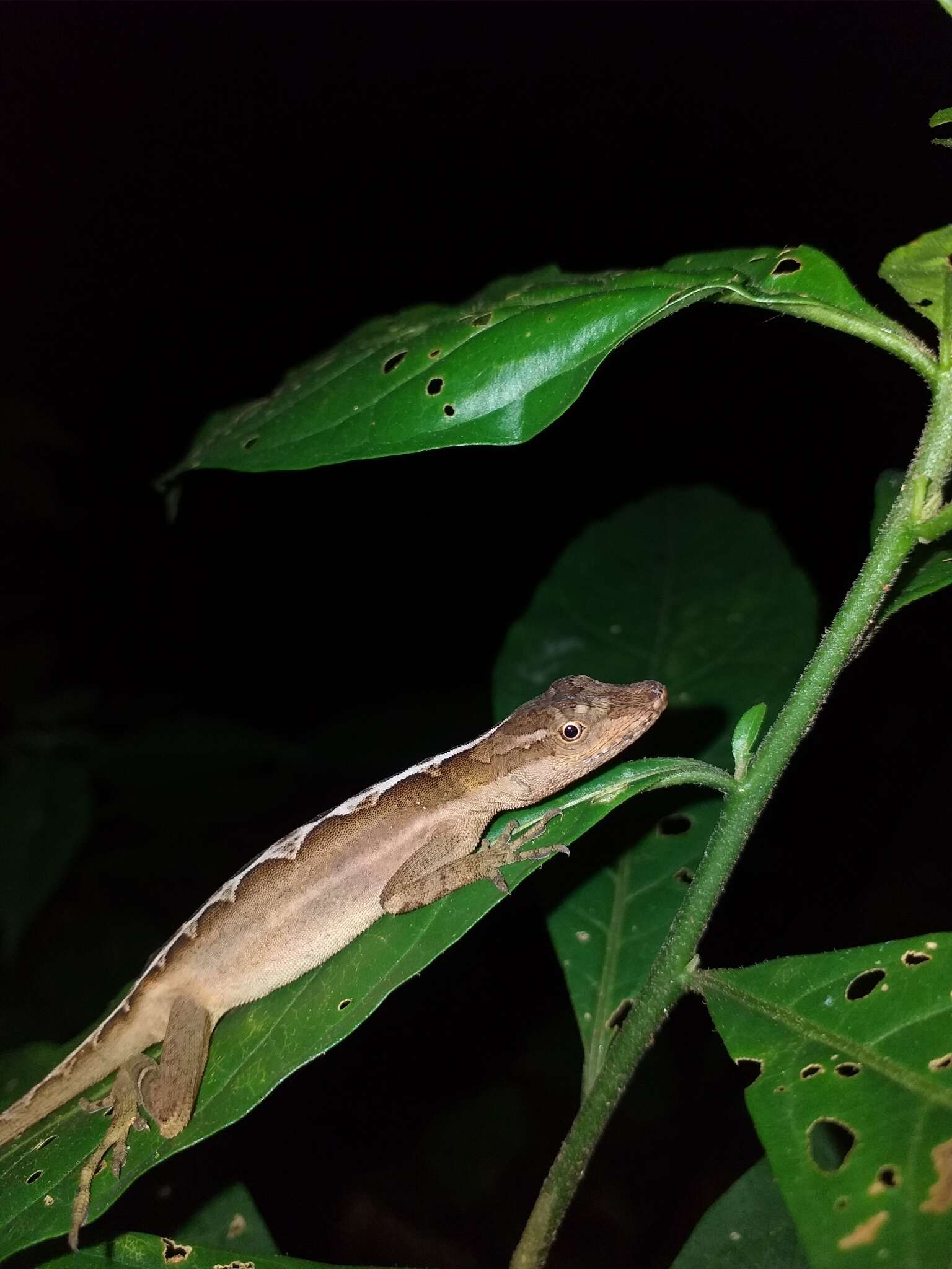 Image of Granular Anole