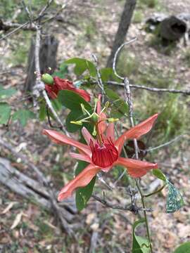 Image of Passiflora aurantia Forst. fil.